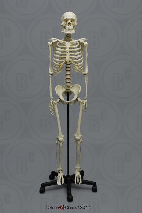 Human Male Asian Robust Articulated Skeleton