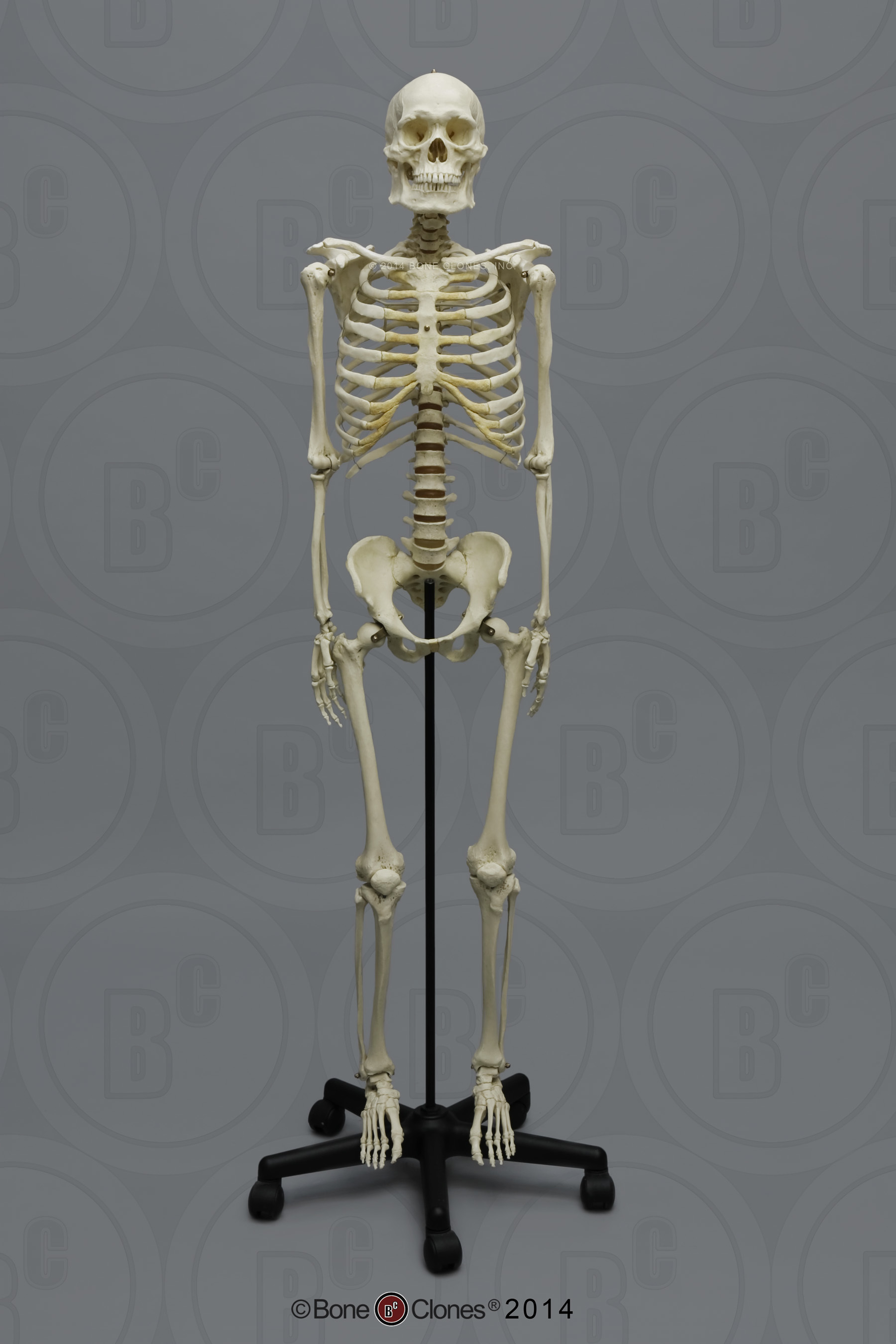 Human Male Asian Robust Articulated Skeleton - Bone Clones, Inc