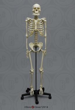 Human Male Asian Robust Articulated Skeleton