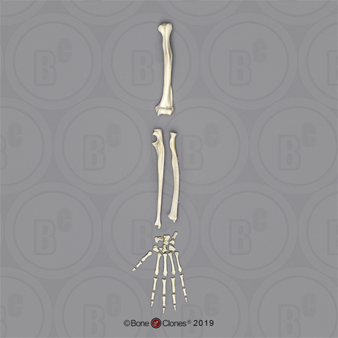 Rhesus Macaque Arm, Disarticulated w/ Disarticulated Hand (no Scapula)
