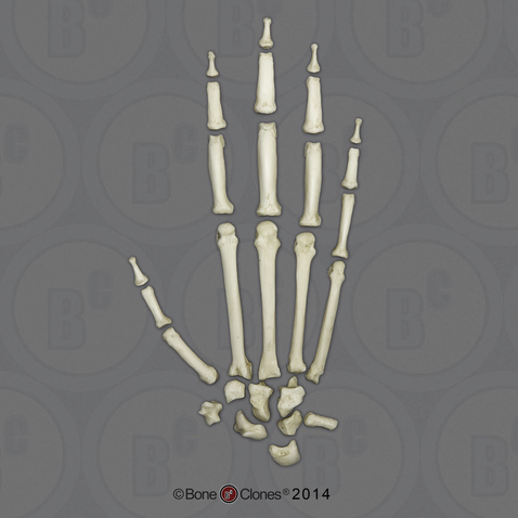 Bonobo Hand, Disarticulated