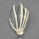 Articulated Bonobo Hand