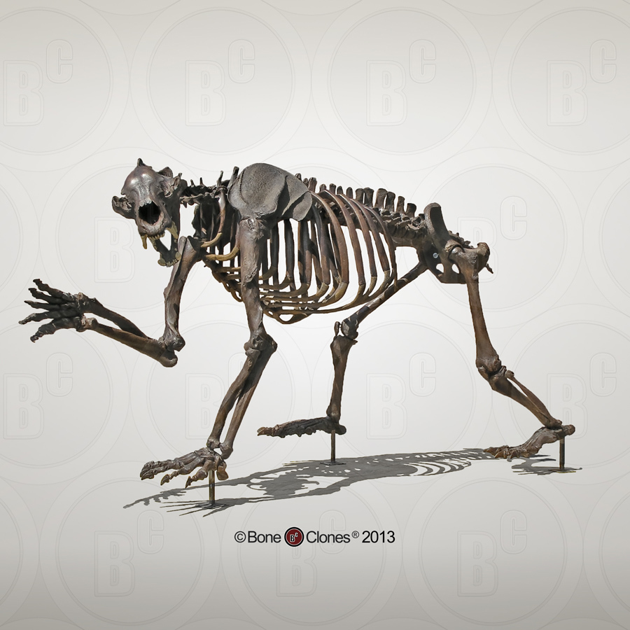 Short-faced Bear Articulated Quadruped Skeleton - Bone Clones, Inc. - Osteological  Reproductions
