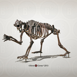 Short-faced Bear Articulated Quadruped Skeleton
