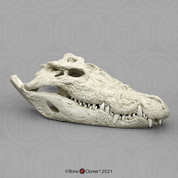 33" Saltwater Crocodile Skull