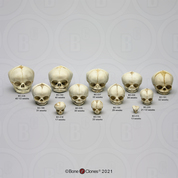 Human Fetal Skulls Set of 12