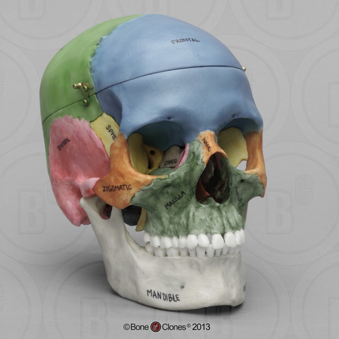 Human Female European 7 piece Color-Coded Study Skull