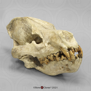 Giant Fossil Hyena Skull