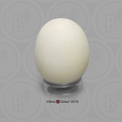 Bald Eagle Egg