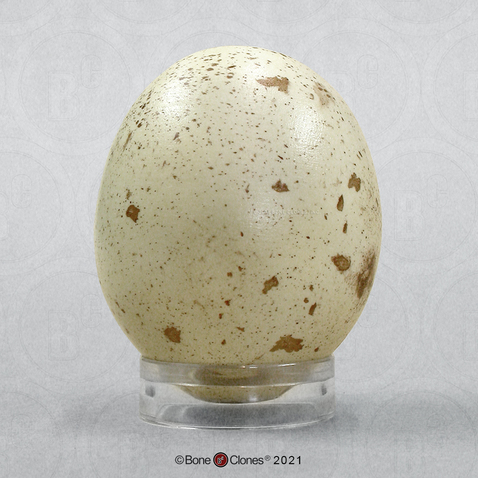 Golden Eagle Egg