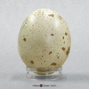 Golden Eagle Egg