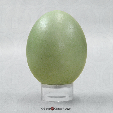Great Egret Egg