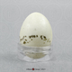 House Finch Egg