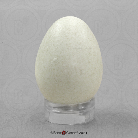 Northern Flicker Egg