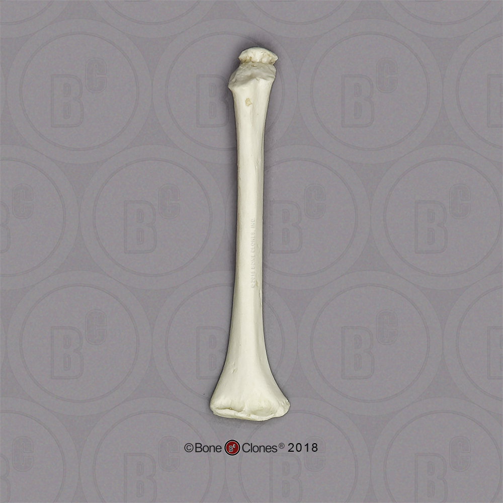 Ancient Human 5-year-old Child Humerus - Bone Clones, Inc