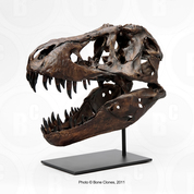 Tyrannosaurus rex STAN 1/6 Scale Fossil Replica, Articulated CN-02-A