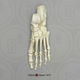 Human Male Asian Robust Foot, Articulated Rigid