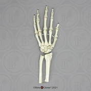 Hand Joint, Flexible (premium flexible hand, partial radius and ulna) KO-335