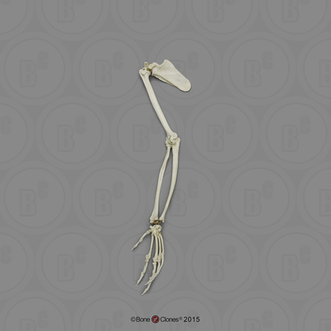 Bonobo Arm, Articulated with Scapula