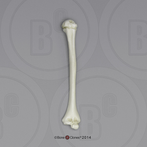 5-year-old Human Child Humerus, Articulated
