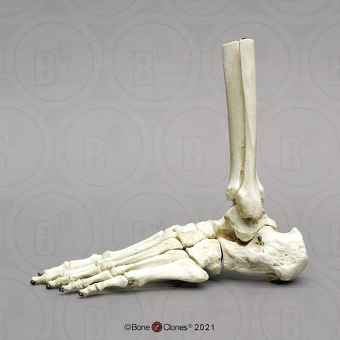 Human Foot Joint, Flexible (premium flexible foot, partial tibia and fibula)