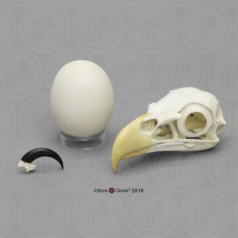 Bald Eagle Set: skull, egg, talon