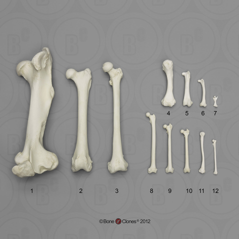 Bone Scaling Femur Set - Bone Clones, Inc. - Osteological Reproductions