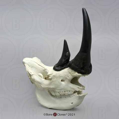 White Rhino skull with Horns