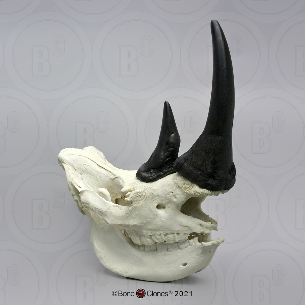 western black rhinoceros skull