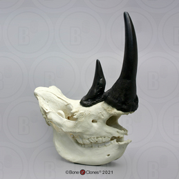 White Rhinoceros Skull With Horns