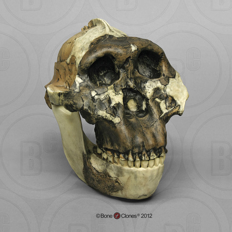 Australopithecus boisei Skull OH 5 (Zinjanthropus) with Jaw