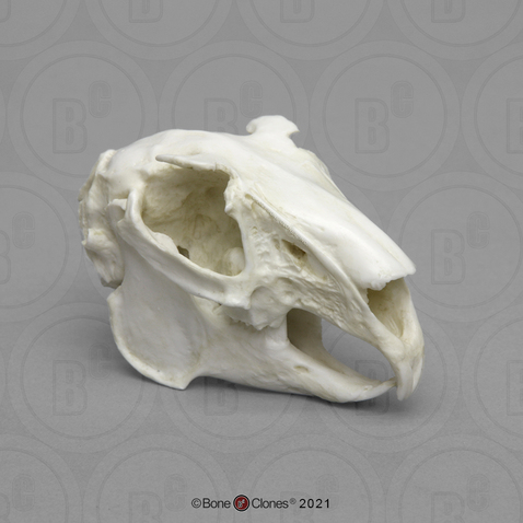 Economy White-tailed Jackrabbit Skull