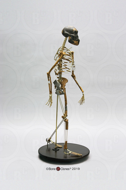 Articulated Walking "Lucy" Skeleton