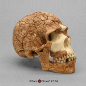 Homo sapiens Skull Skhul 5