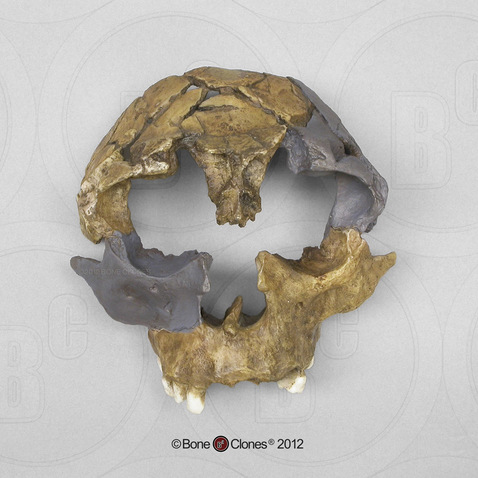 Homo antecessor Skull