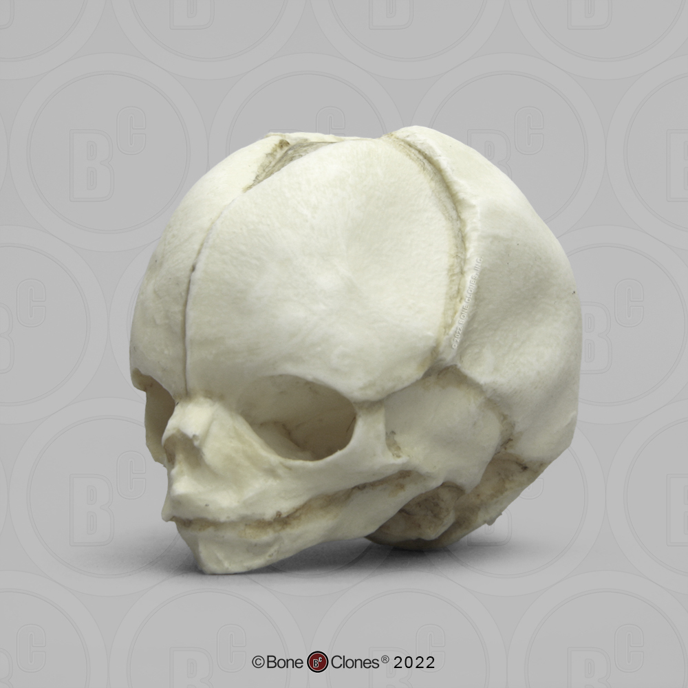 Real Human Fetal Skeleton On Stand — Skulls Unlimited International, Inc.