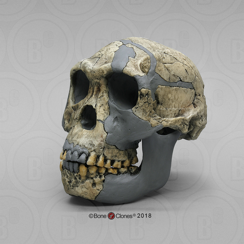 Homo habilis KNM-ER 1813 Sawyer/Deak Reconstruction