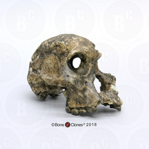 Australopithecus africanus Cranium Sts 71