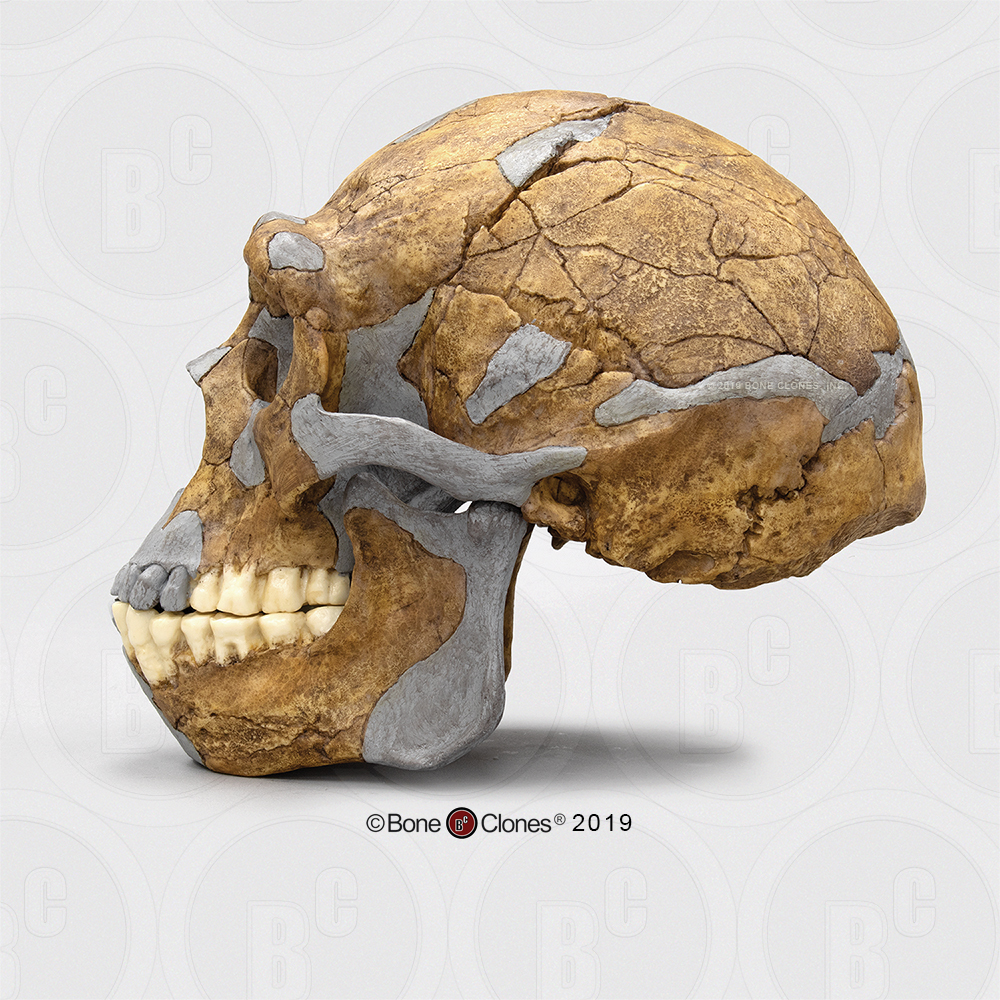 Replica Homo erectus Skull (Economy Cranium) — Skulls Unlimited