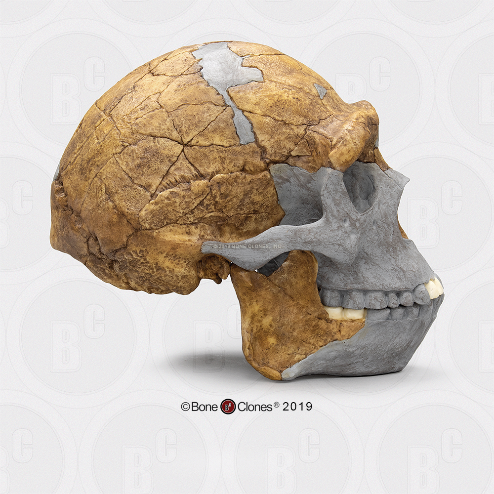 Replica Homo erectus Skull (Economy Cranium) — Skulls Unlimited