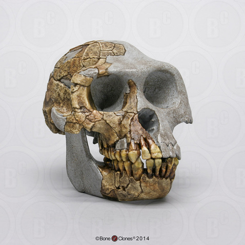 Ardipithecus ramidus Skull