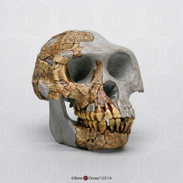 Ardipithecus ramidus Skull