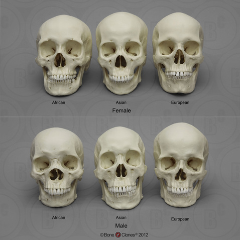 Human Male and Female Skulls: African, Asian, and European