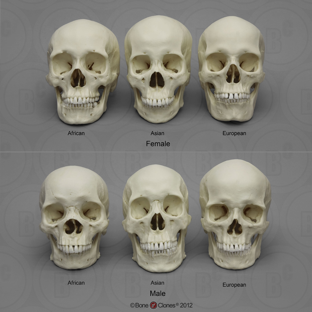 Human Male and Female Skulls: African, Asian, and European - Bone
