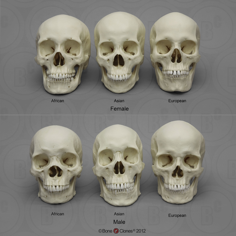 Human Male And Female Skulls African Asian And European Bone Clones Inc Osteological Reproductions