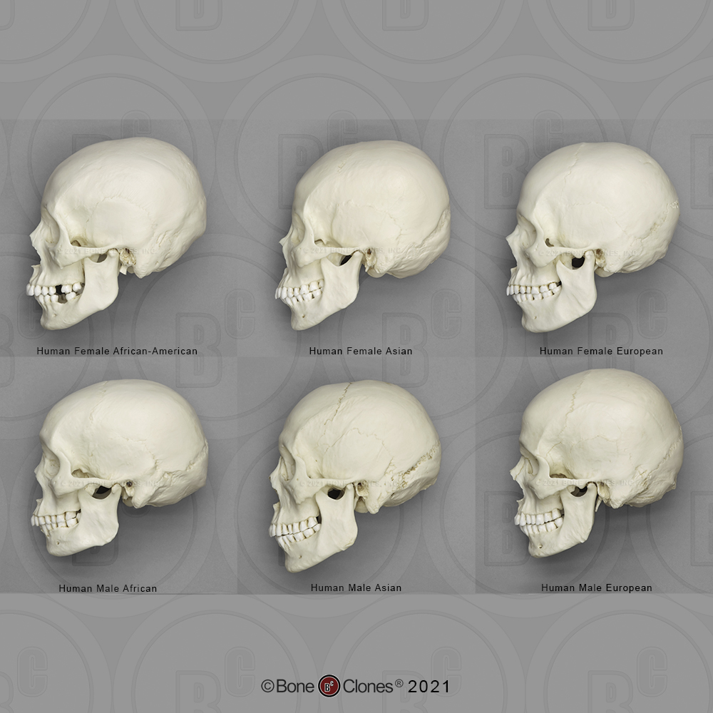 Human Male And Female Skulls African Asian And European Bone