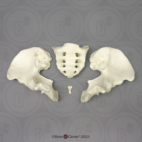 Disarticulated Human Male Pelvis