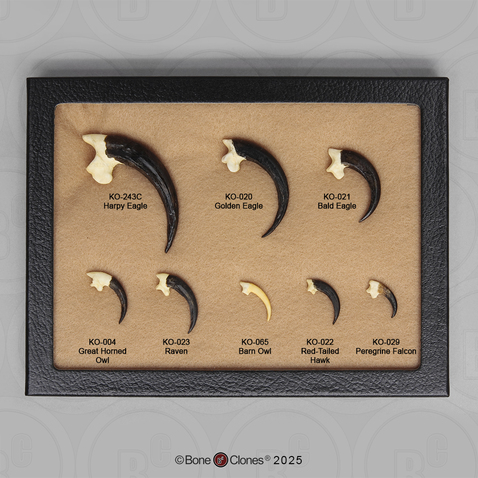 Set of 8 Bird Talons in Riker Box