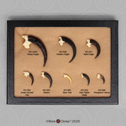 Set of 8 Bird Talons in Riker Box