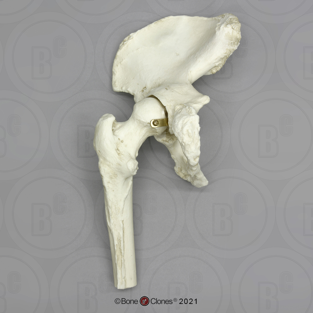 Human Hip Joint Bone Clones Inc Osteological Reproductions